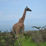 Giraffe in Ngorongoro national park