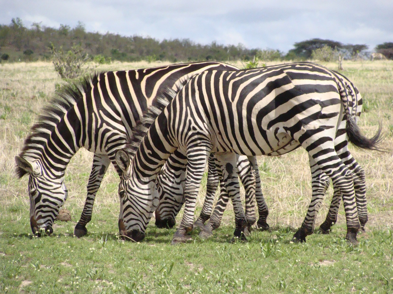 Zebras eating grasses