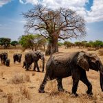 Tips for Budget Travel in Tanzania