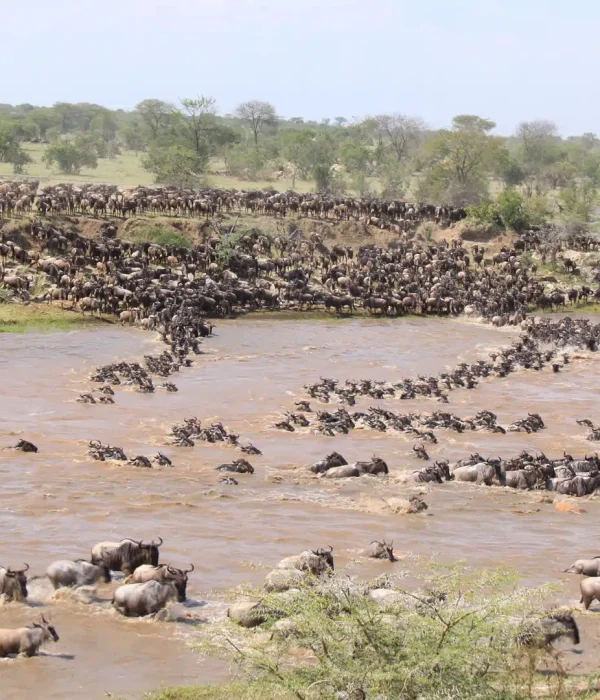 Serengeti Wildebeest Migration Safaris Costs 2026/2027