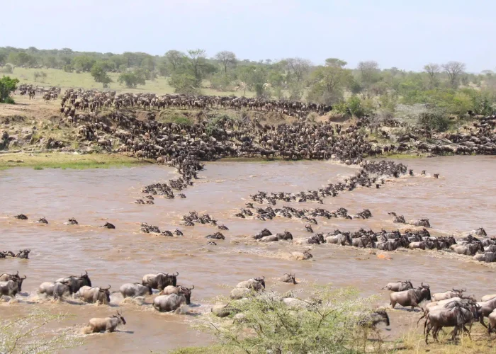 Serengeti Wildebeest Migration Safaris Costs 2026/2027