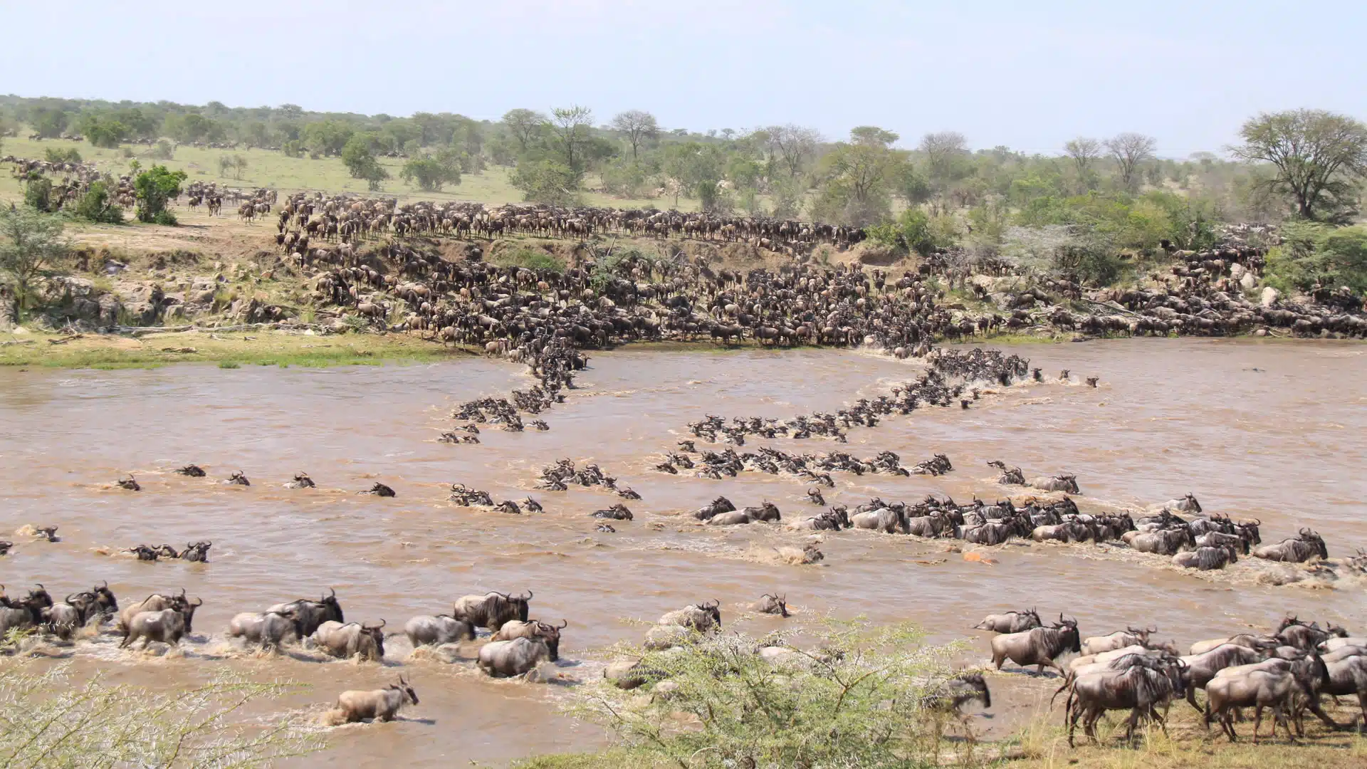 Serengeti Wildebeest Migration Safaris Costs 2026/2027