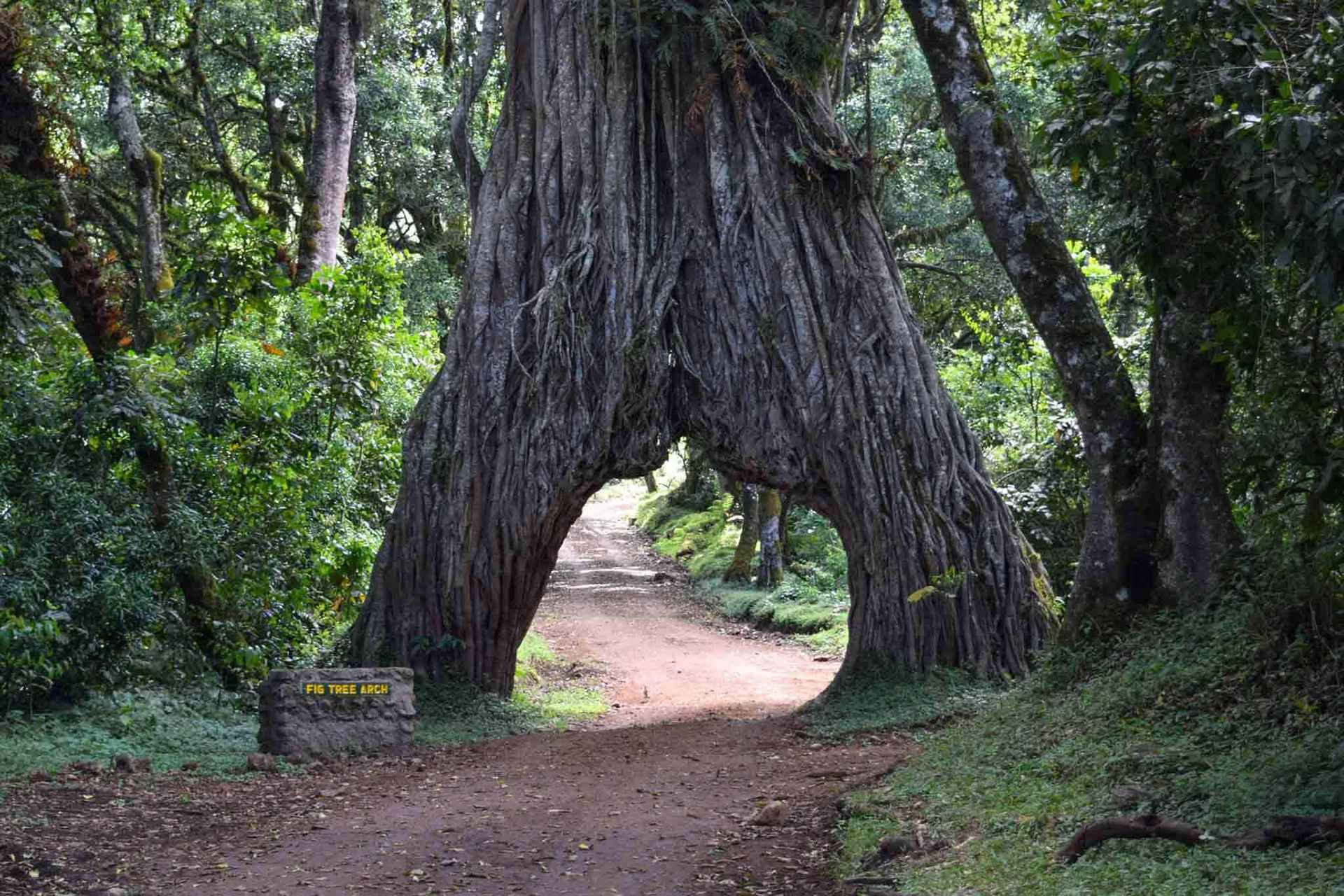 Recommended Things to Do in Arusha